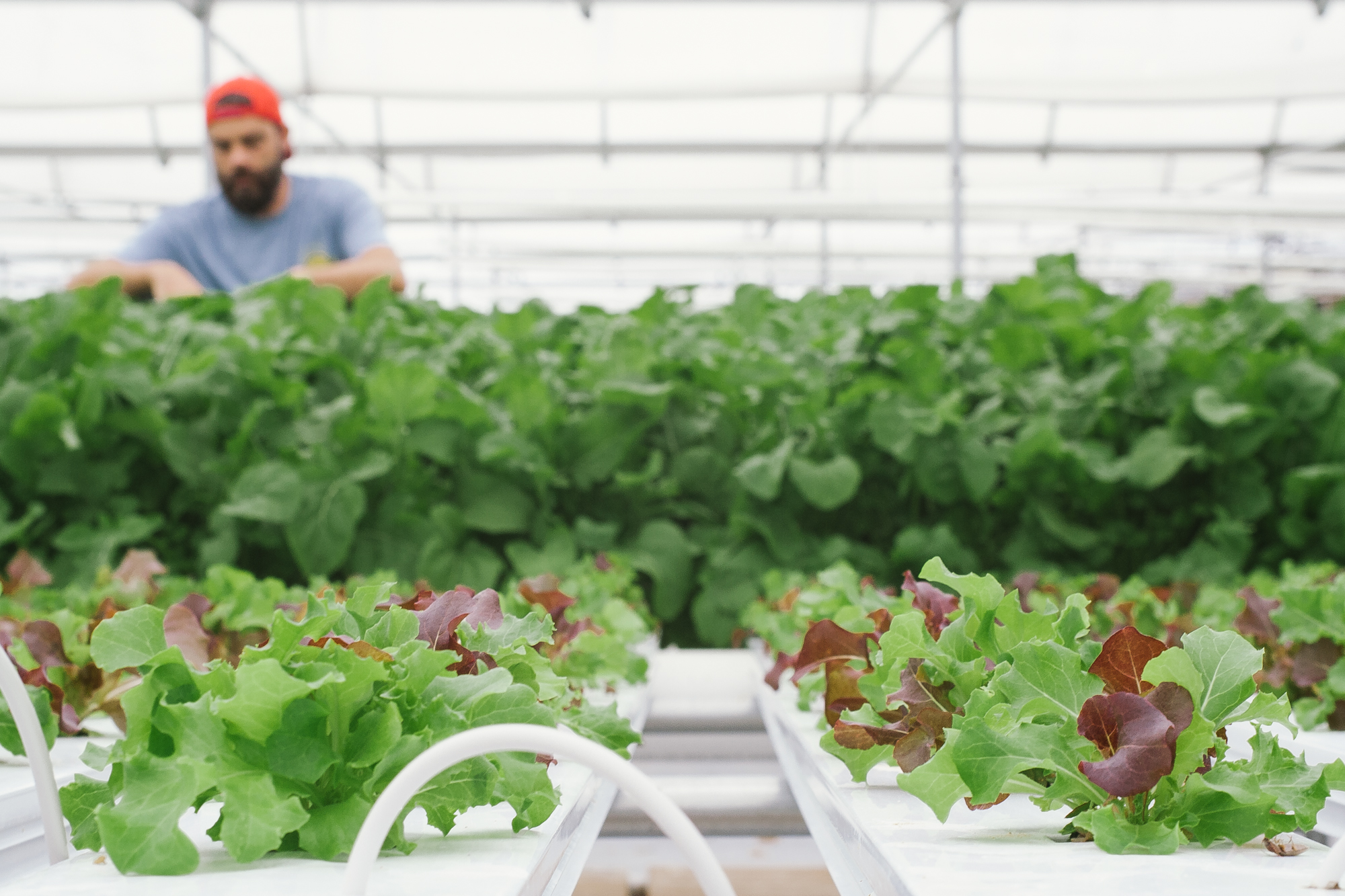 Relay Foods Local Producer Partnership